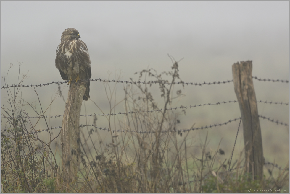 gedankenverloren... Mäusebussard *Buteo buteo*