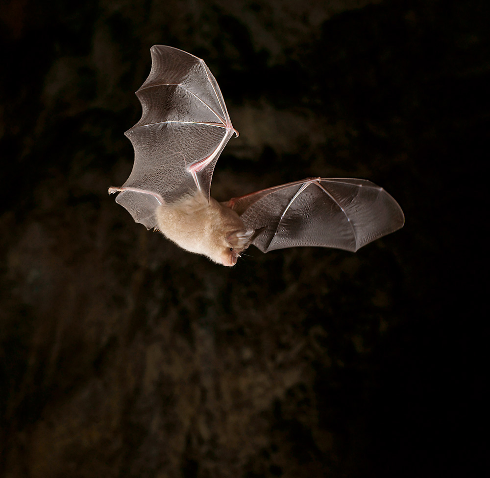 Die Große Hufeisennase (Rhinolophus ferrumequinum) ...