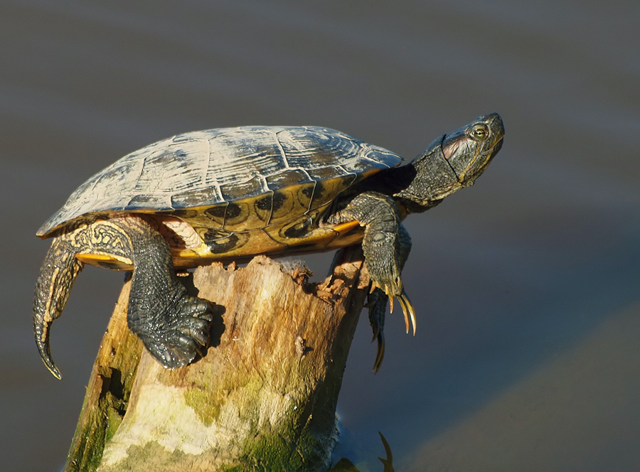 TRACHEMYS SCRIPTA ELEGANS