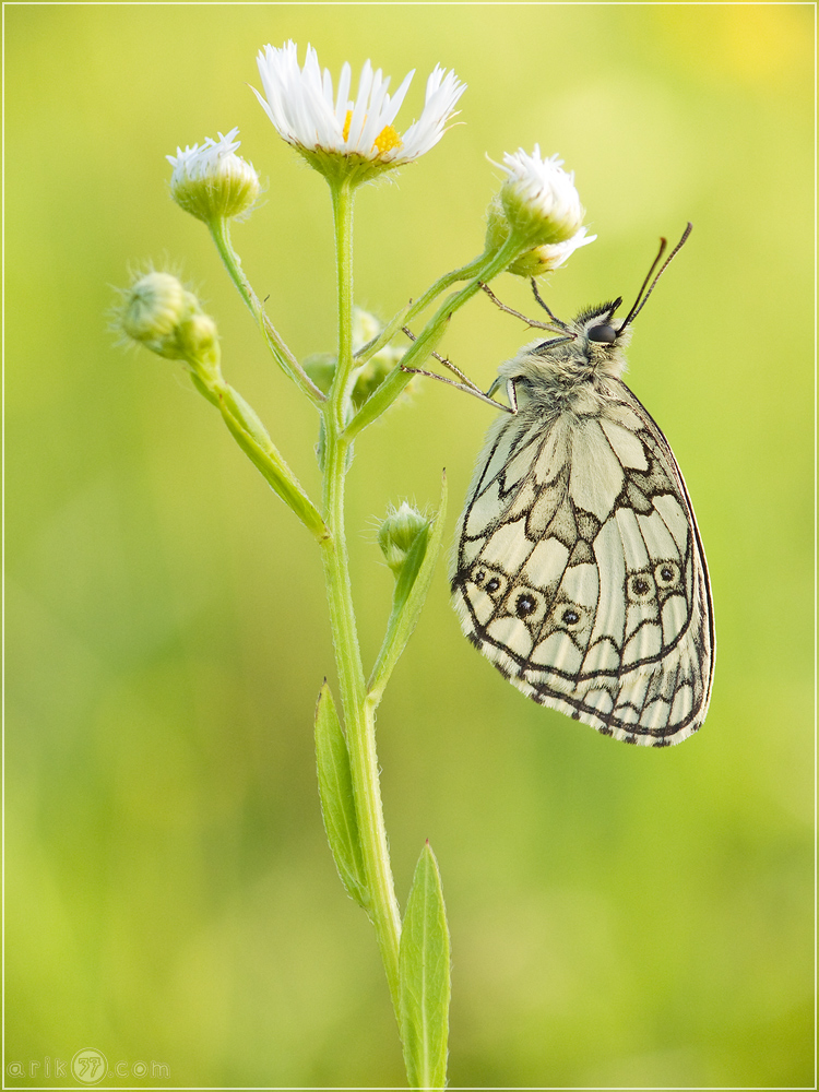 Schachbrettfalter - Melanargia galathea