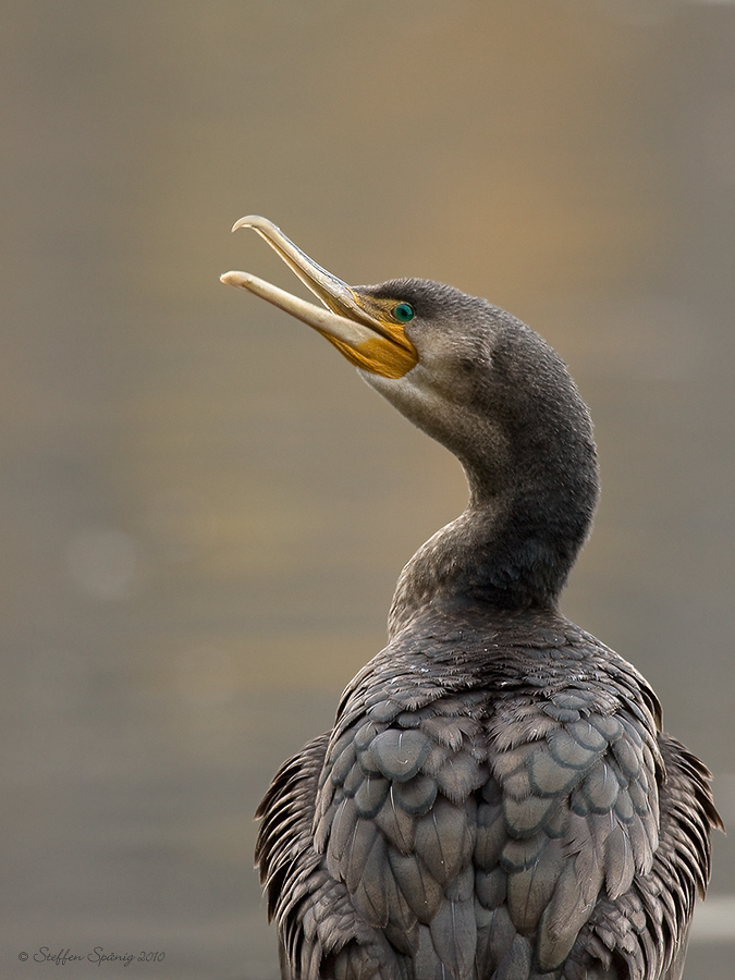 Kormoran (Phalacrocorax_carbo)