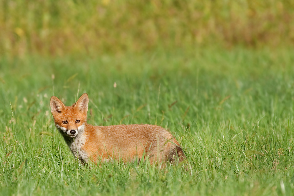 Der Findefuchs