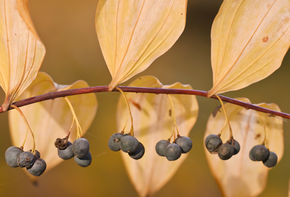 Last, vielleicht not least...Kleiner Herbst / III