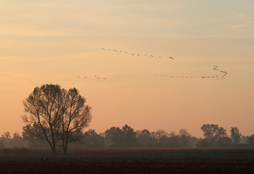 Morgenstimmung
