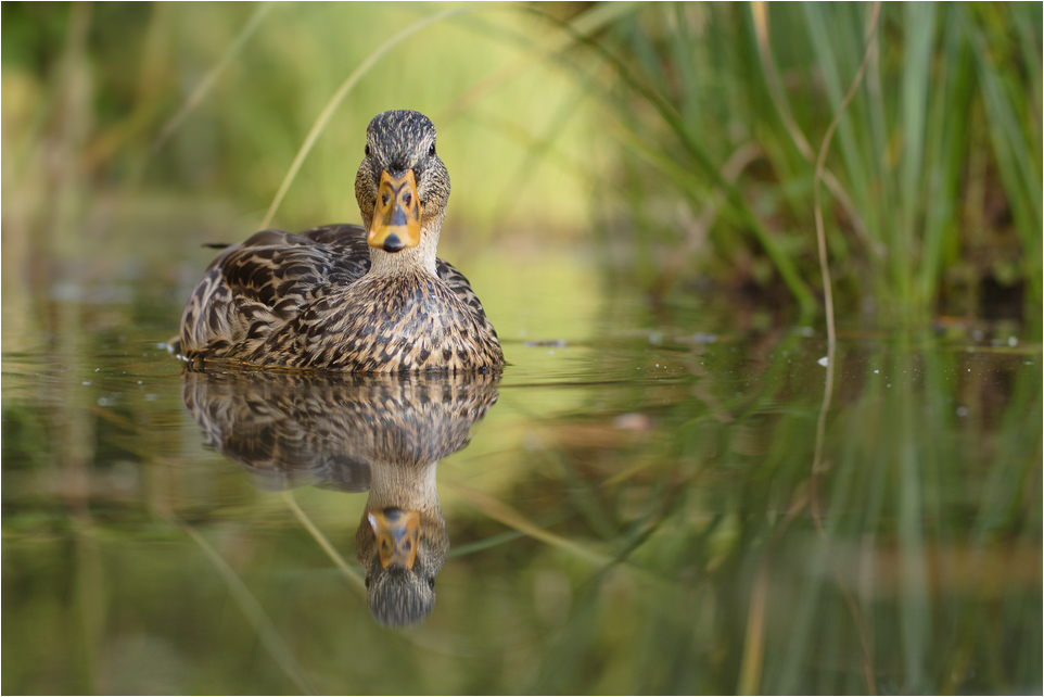 Stockente