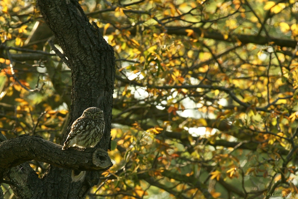 Herbst-Kauz