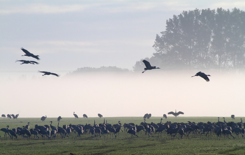 Kraniche vor dem Morgennebel