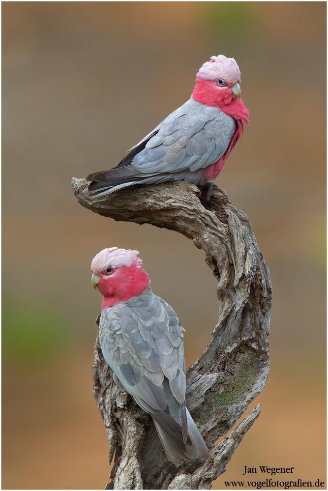 Rosakakadu (Eolophus roseicapilla) Galah