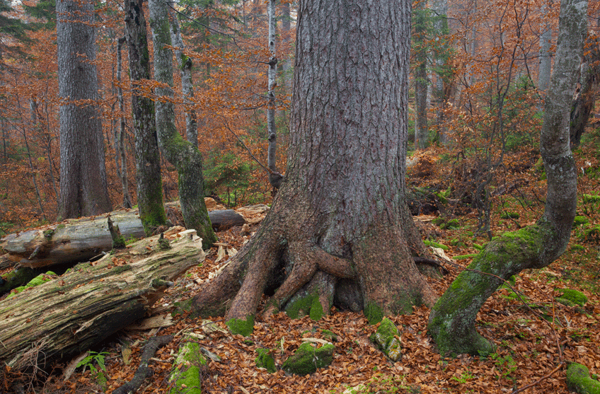 Herbstlicher Urwald 4