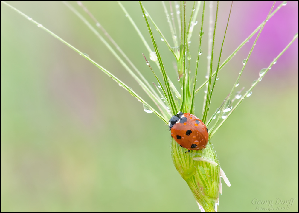Sommerregen