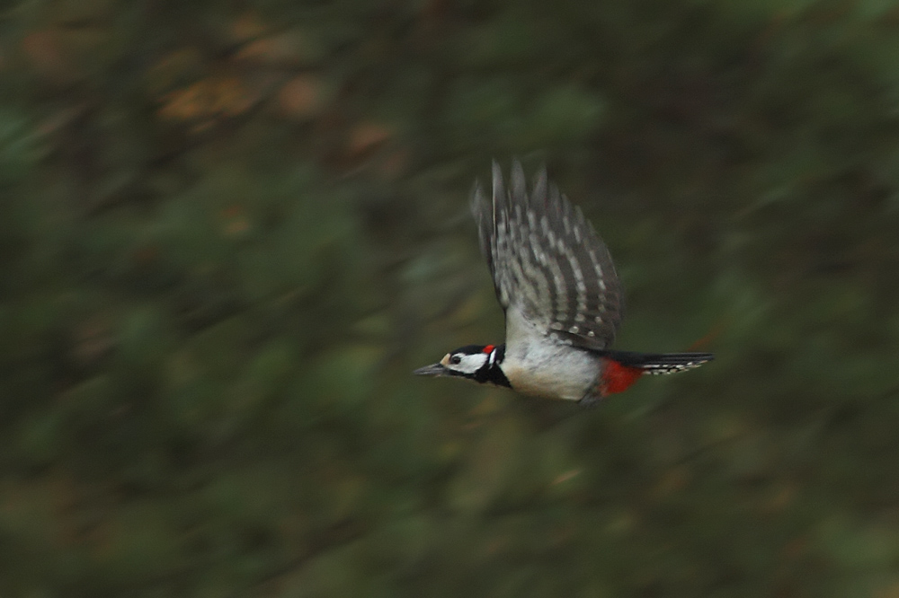 Buntspecht  im Flug...