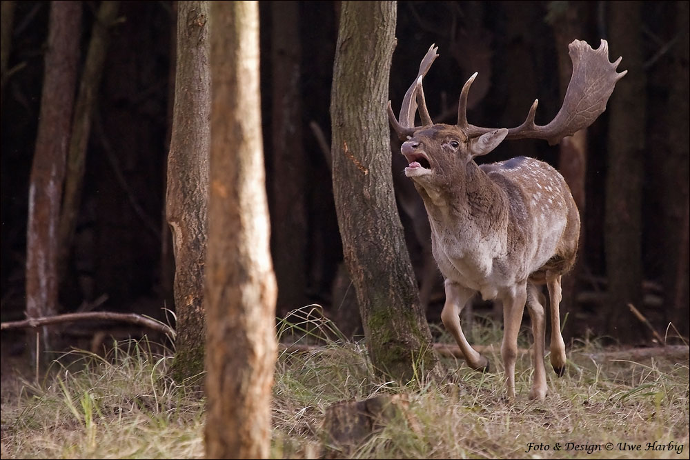 Damwildbrunft – Neues von der Brunft