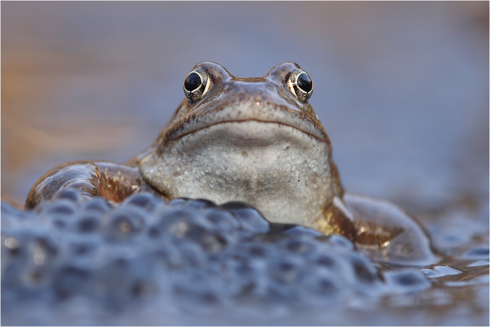 Grasfrosch am Laichgewässer