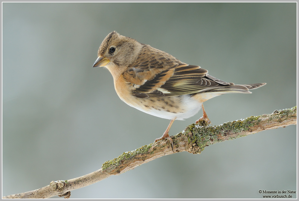 Bergfink (Fringilla montifringilla)