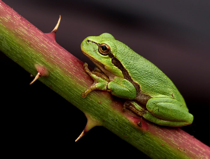 Laubfrosch (Hyla arborea)