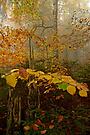 Herbstansichten im Bergwald
