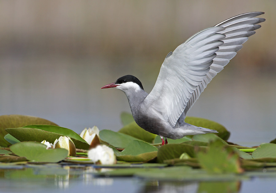 Wiskered Tern (Chlidonias hybridus)