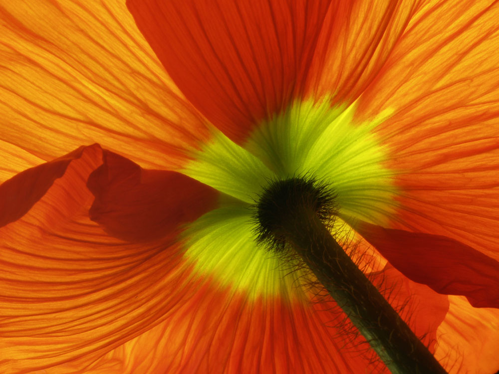 roter Mohn