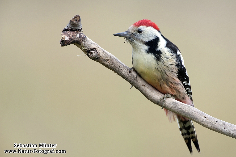 Mittelspecht (Dendrocopos medius)