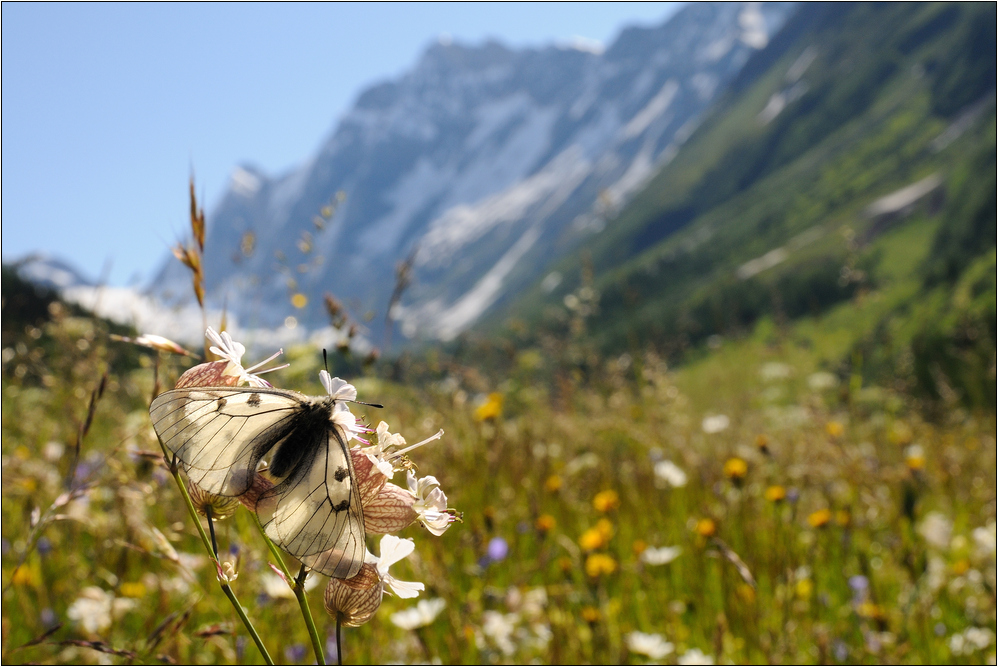 Im Reich des Schwarzen Apollofalters