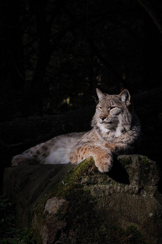 Luchs in der Abendsonne