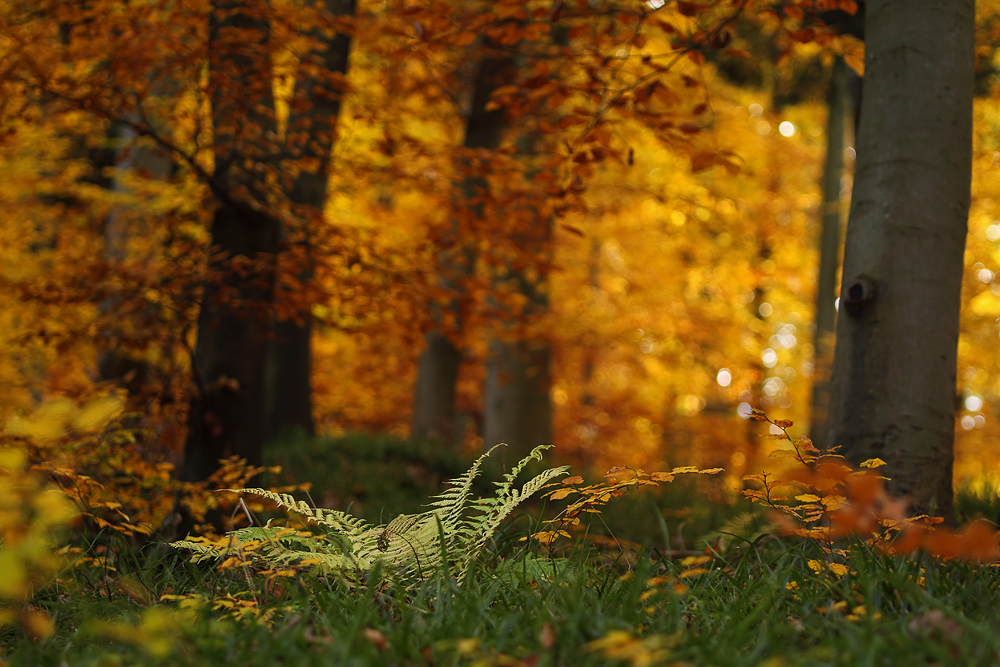 Goldener Herbst