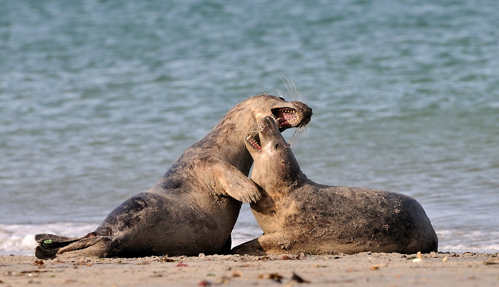 Toben am Meer