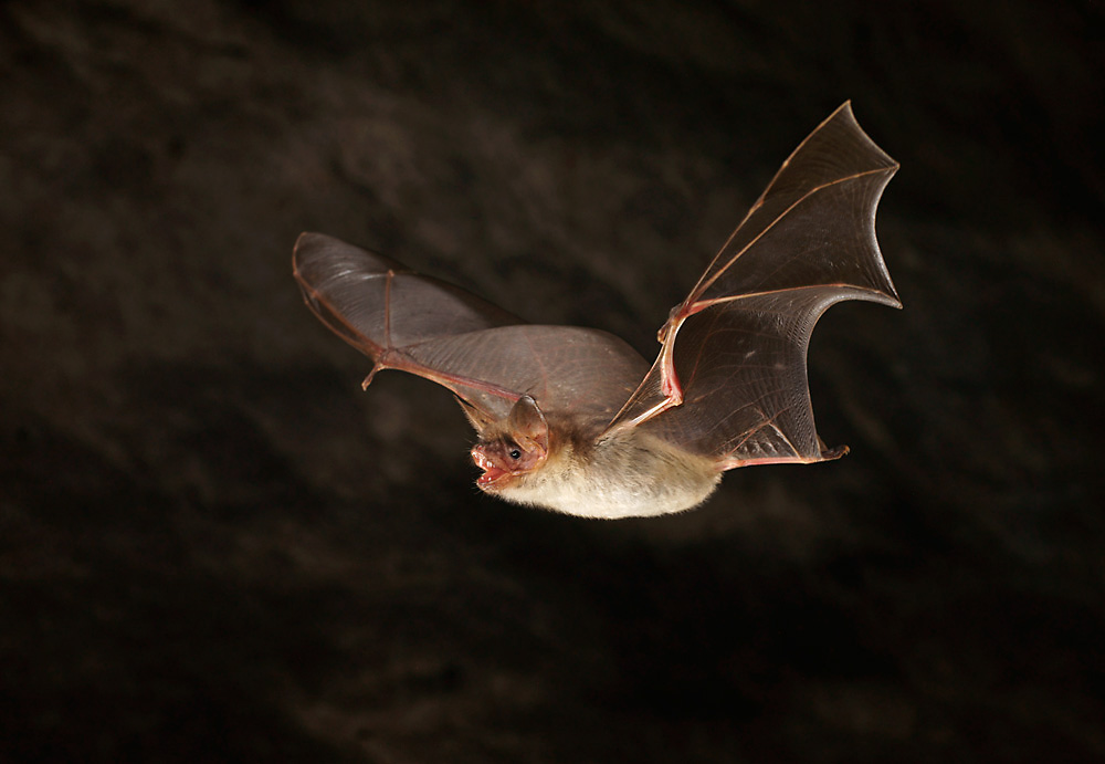 Das Große Mausohr (Myotis myotis) ...