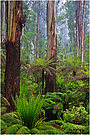 Australischer kalter Regenwald