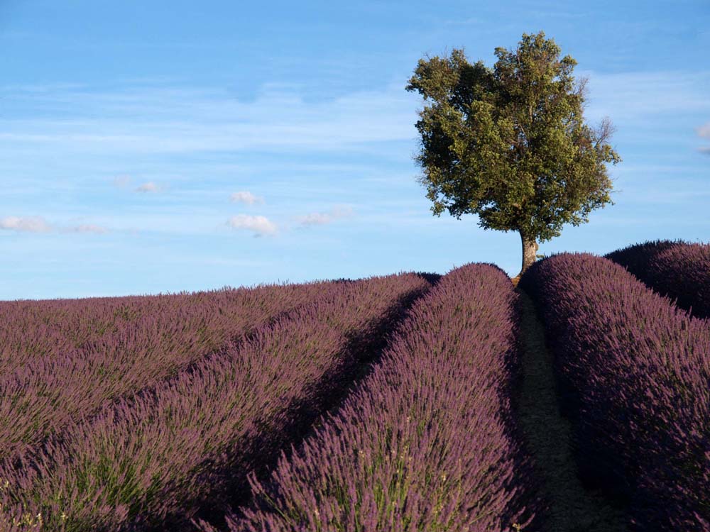 Lavendelfeld in der Provence
