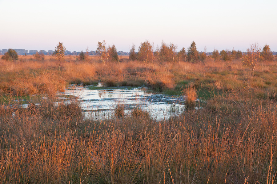 Morgens im Moor