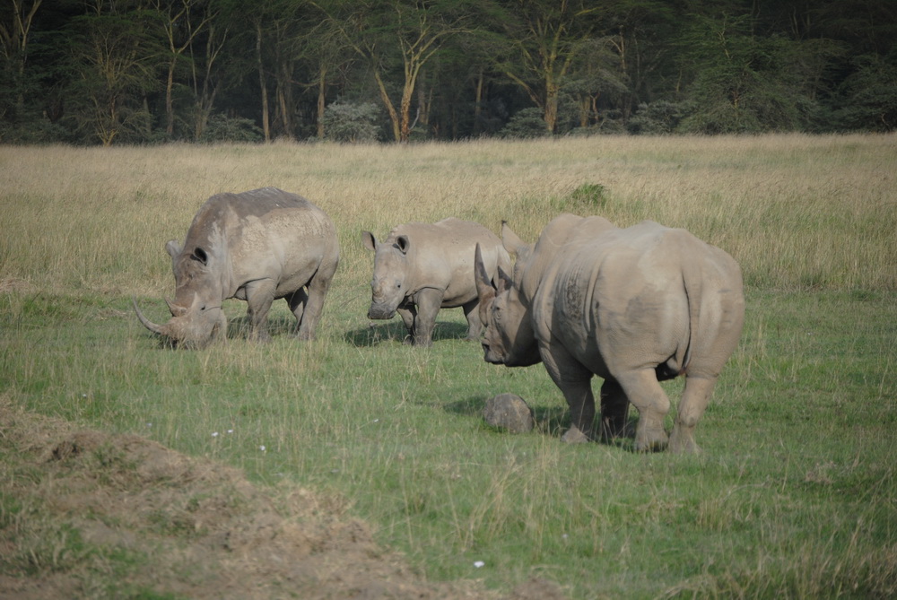 Rhino Familie