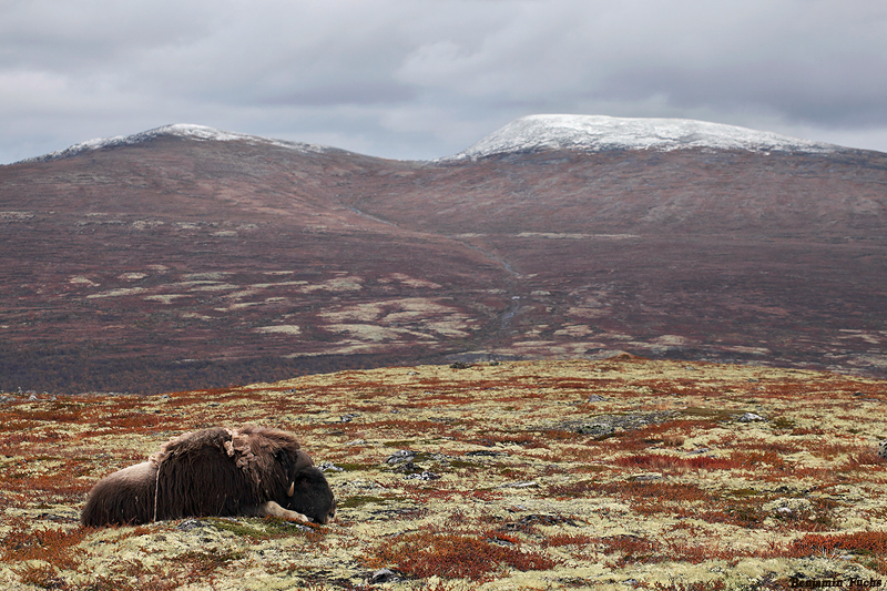 Felsbrocken im Dovrefjell-NP