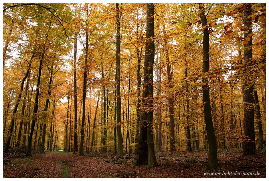 Herbstwald