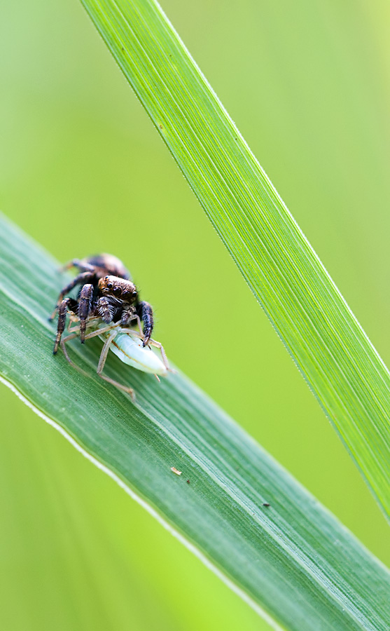 Springspinne mit Beute