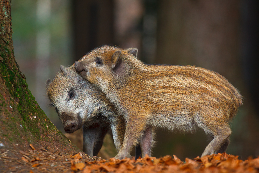 Schweinereien