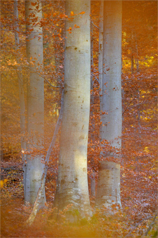 ~ Herbst im Buchenwald ~