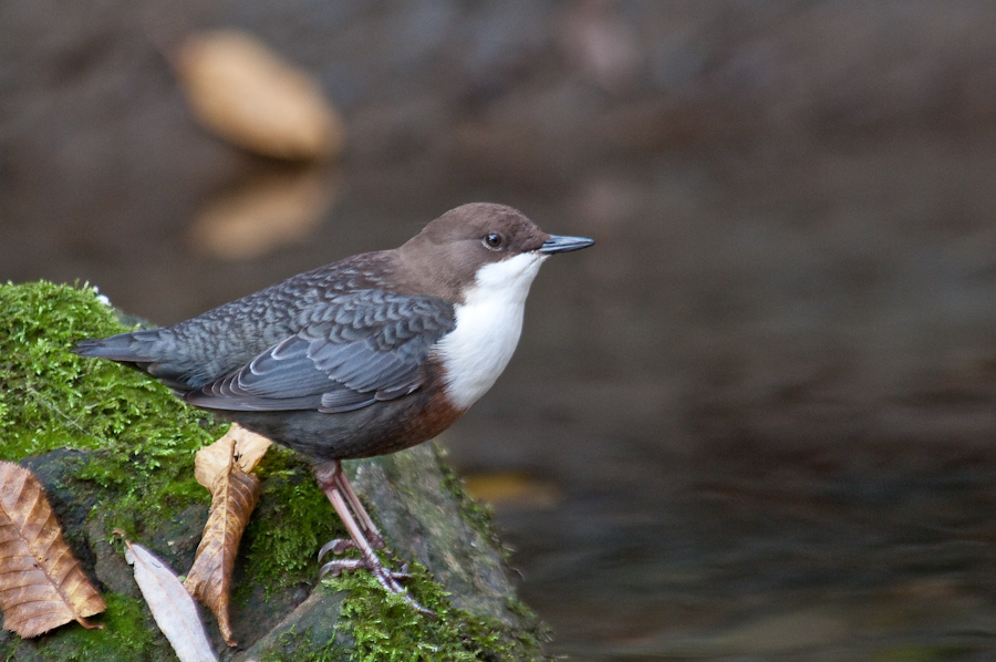 Wasseramsel