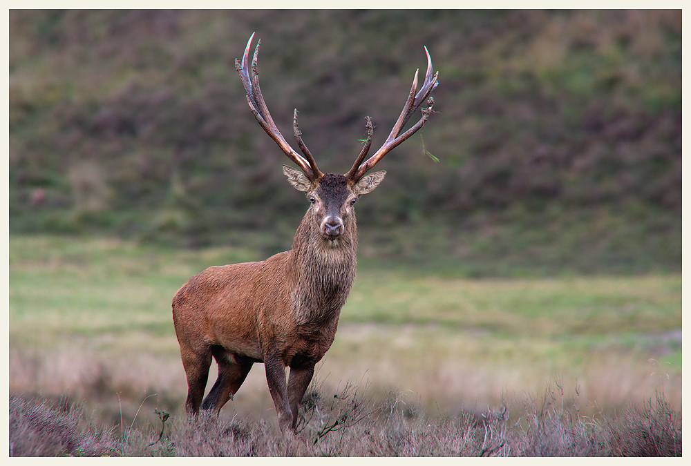 Brunft Hirsch (Forum für Naturfotografen)