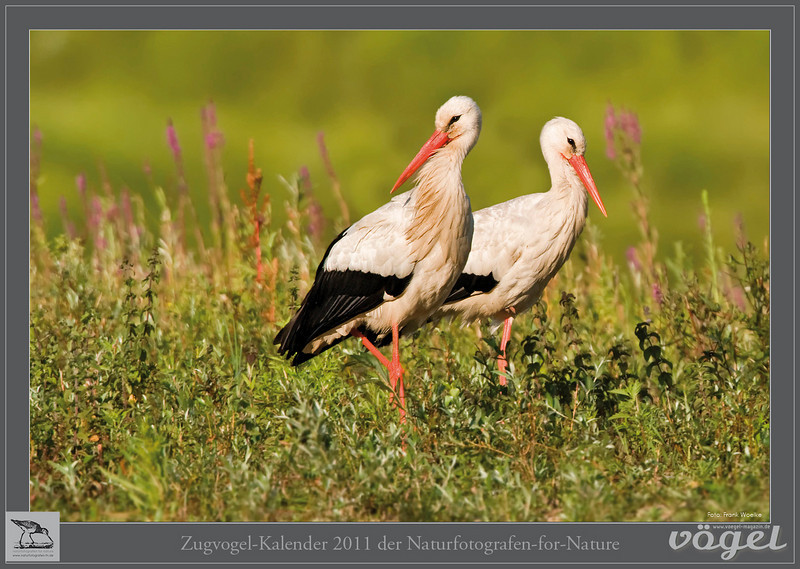 Naturfotografen-fn Kalender 2011