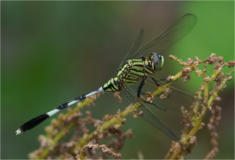 Orthetrum sabina