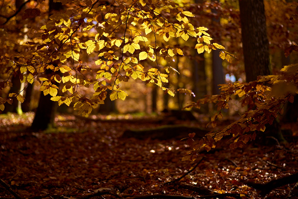 Herbstfarben