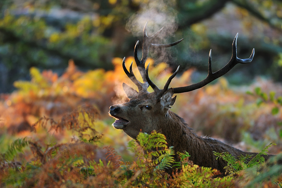 Bradgate-Hirsch