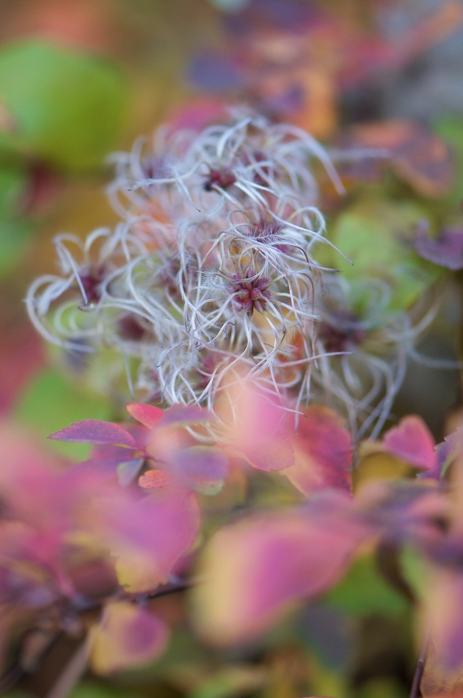 Fäden der Clematis vitalba im Herbstlaub