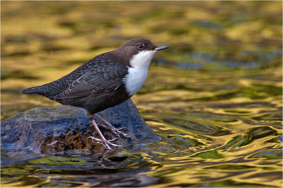 [Bild: image::Rolf_M%C3%BCller_wasseramsel_herbst.jpg]