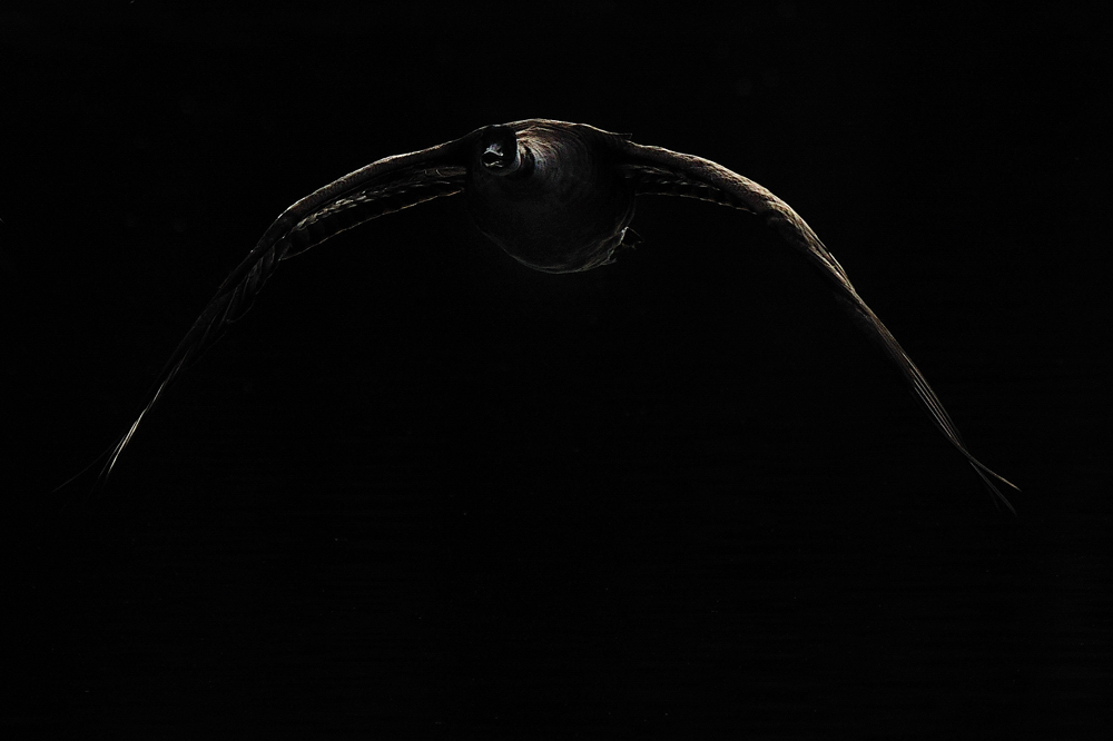 Gans in schwarz (Forum für Naturfotografen)