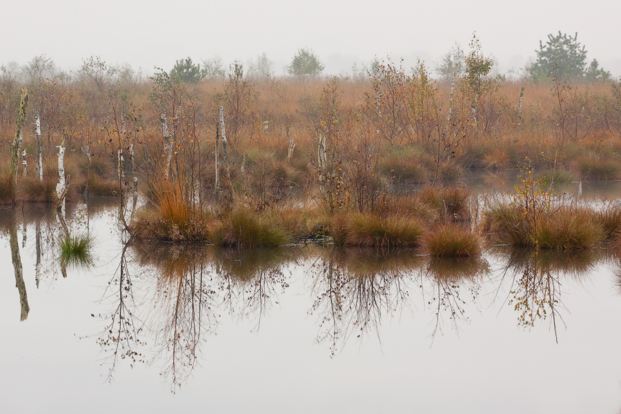 Herbstmorgen im Moor