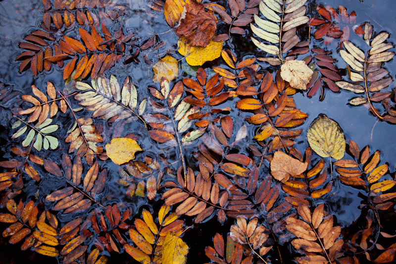 Herbst in Kärnten