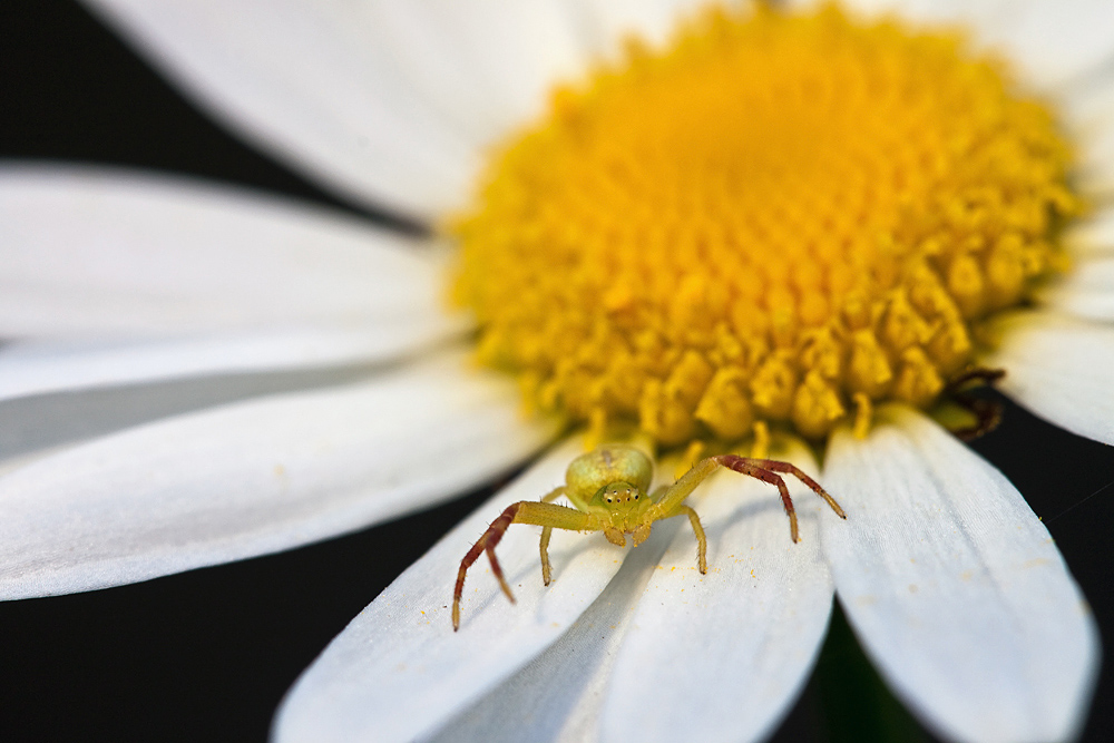 Veränderliche Krappenspinne
