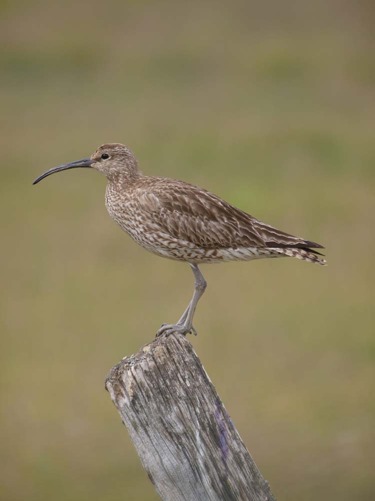 Regenbrachvogel (Numenius phaeopus)